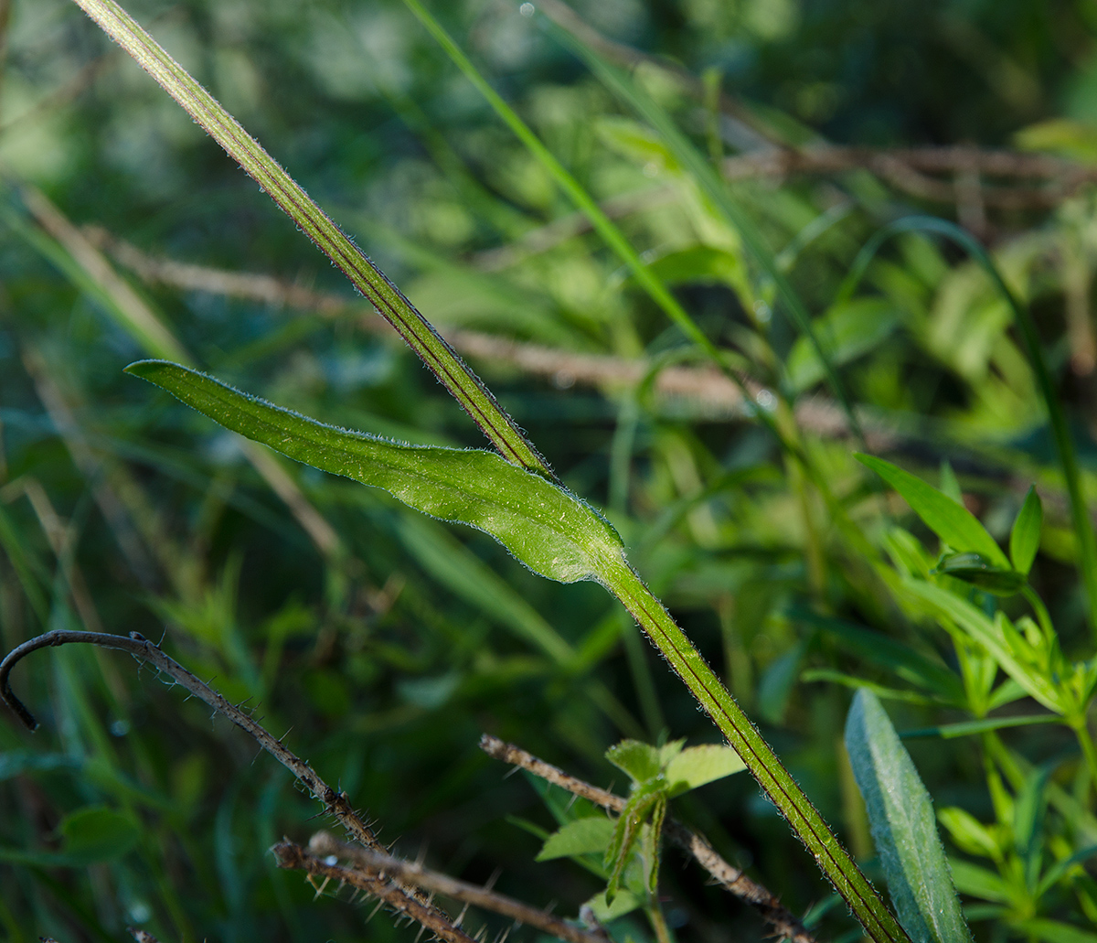 Изображение особи Tephroseris integrifolia.