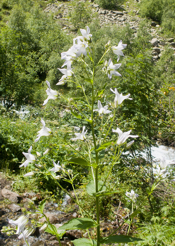 Image of Gadellia lactiflora specimen.