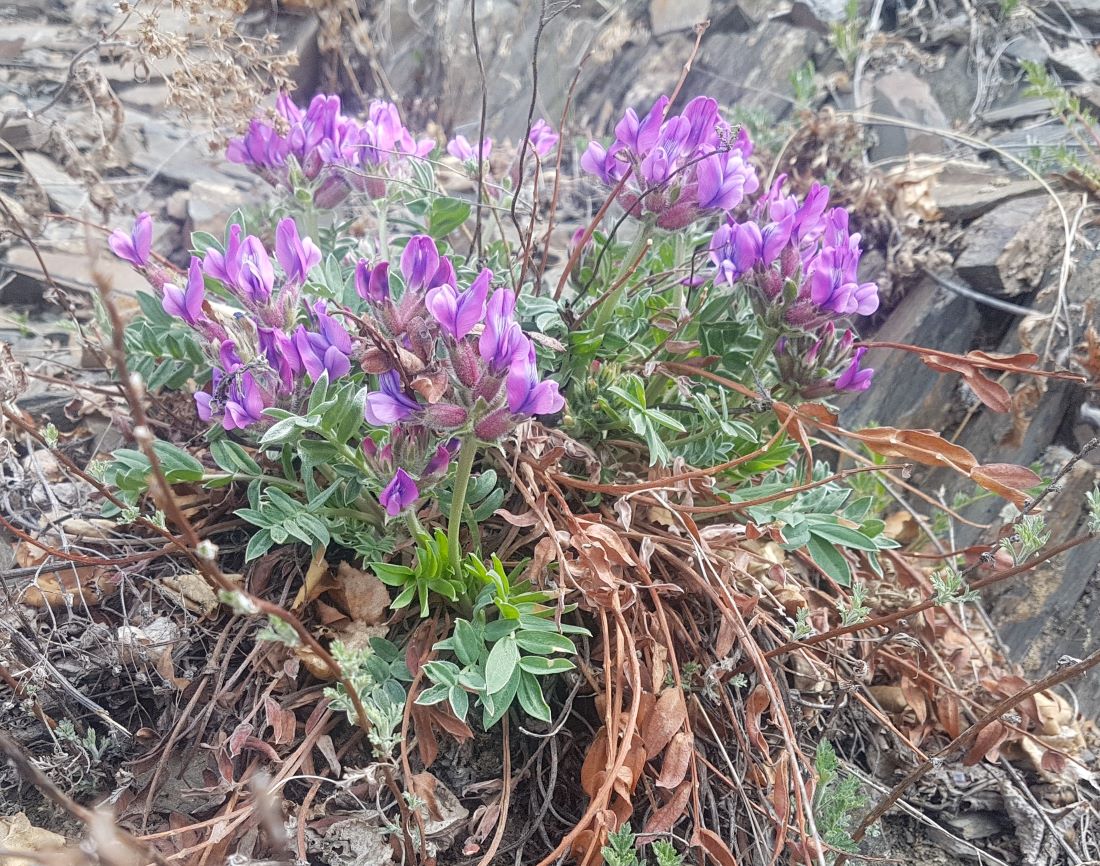 Изображение особи Oxytropis grandiflora.