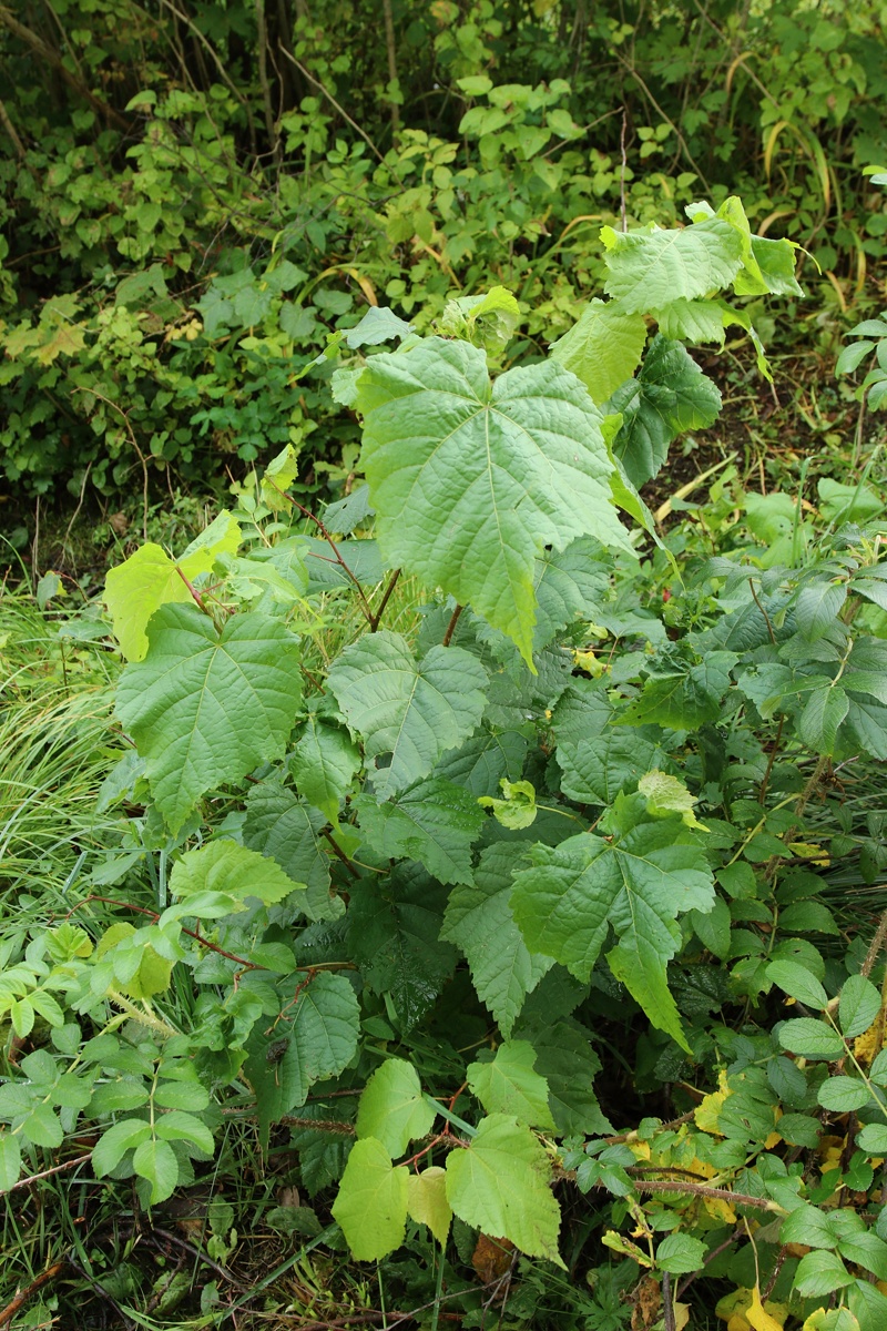 Image of Tilia cordata specimen.