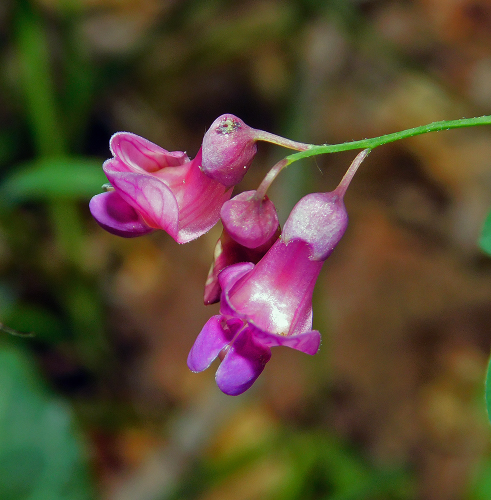 Image of Lathyrus niger specimen.