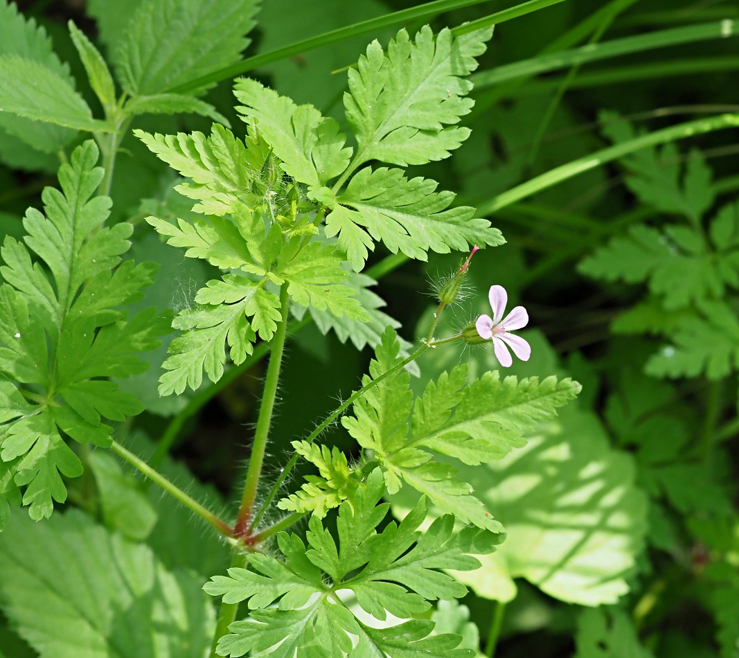 Изображение особи Geranium robertianum.