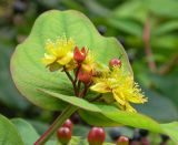 Hypericum androsaemum. Цветущее растение с завязывающимися плодами. Южный Берег Крыма, Никитский ботанический сад. 13.10.2010.