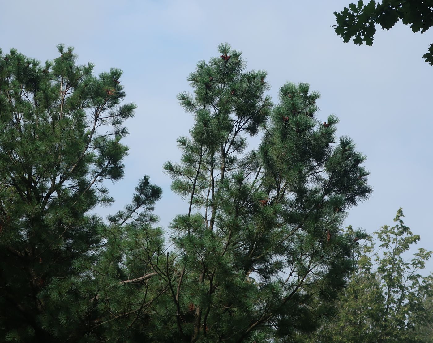 Image of Pinus pumila specimen.