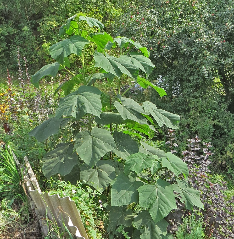 Изображение особи Paulownia tomentosa.