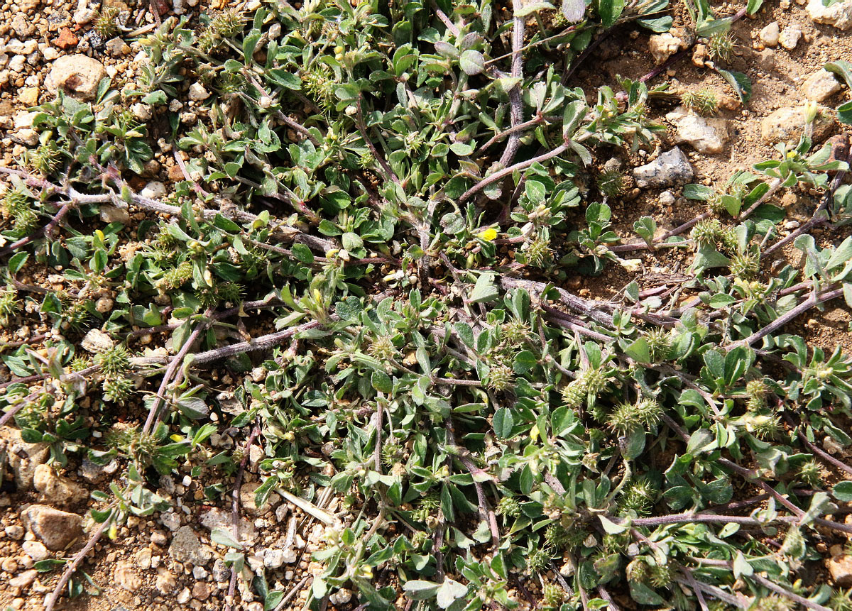 Image of Medicago minima specimen.