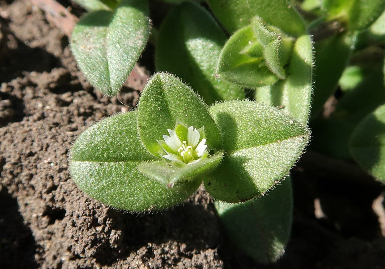 Изображение особи Cerastium semidecandrum.