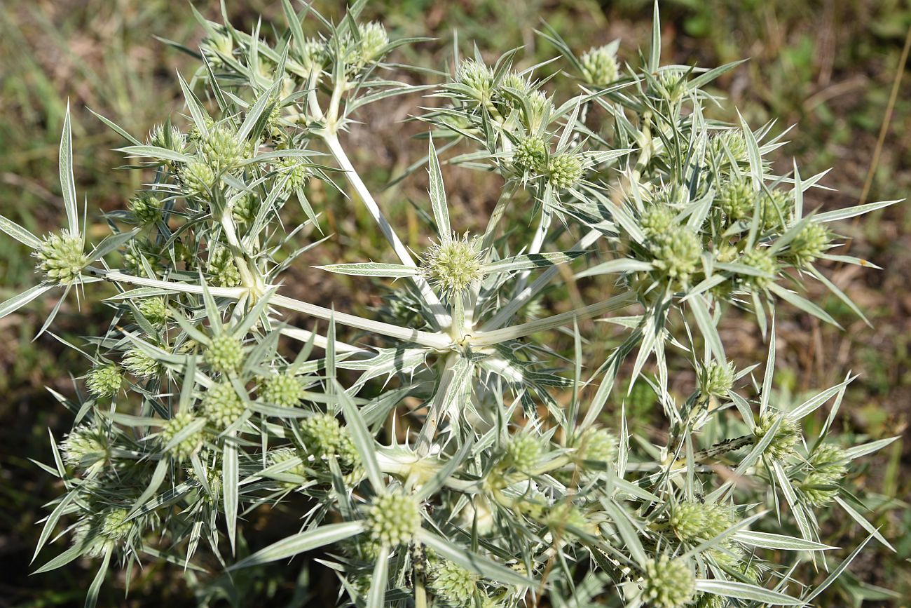 Image of Eryngium campestre specimen.