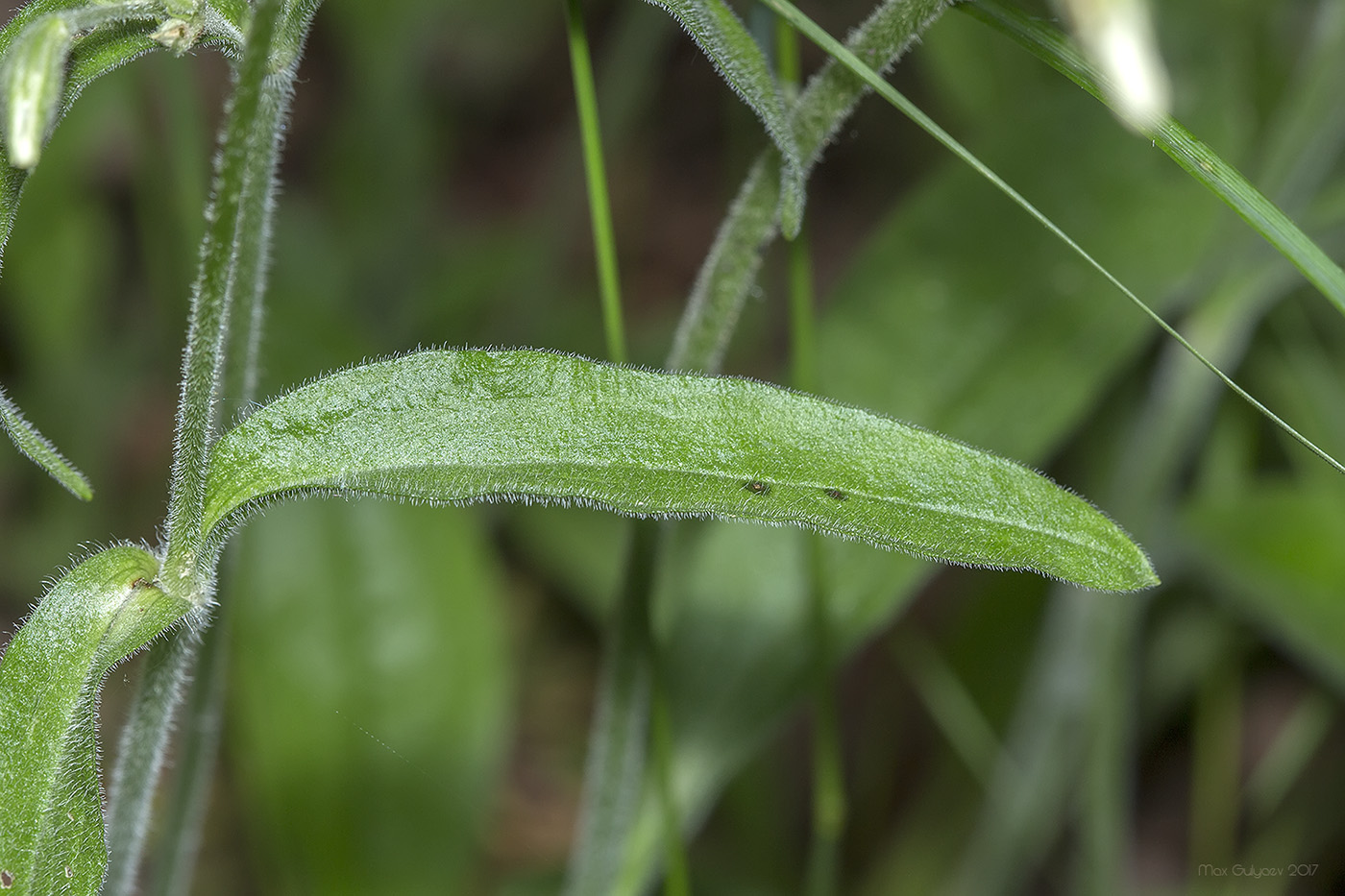 Изображение особи Silene nutans.