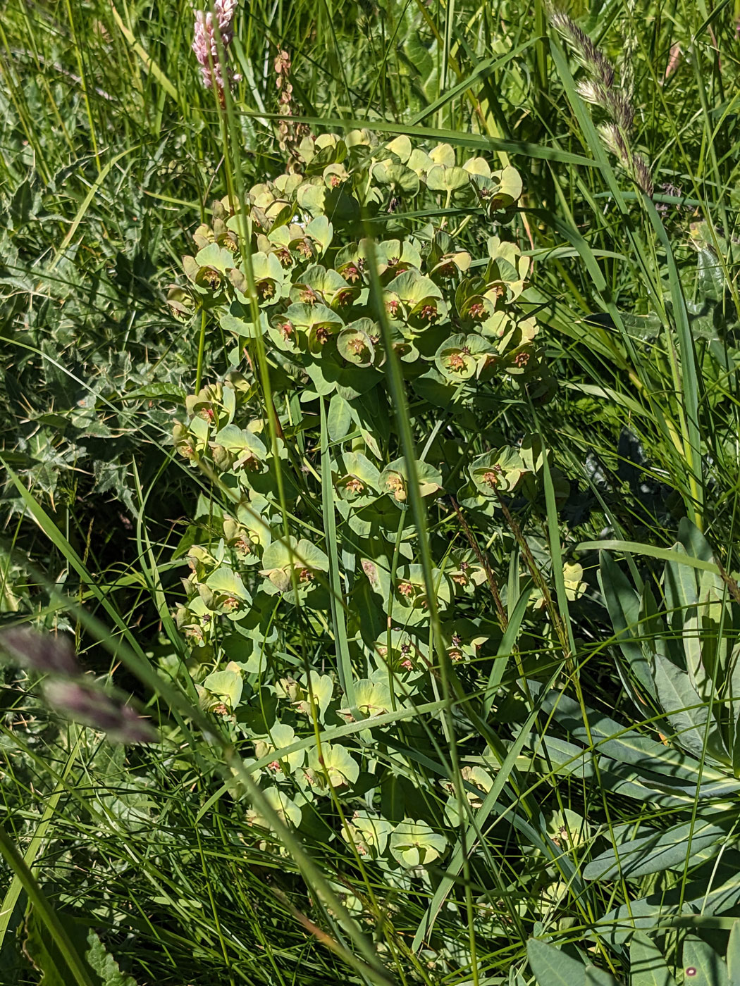 Image of Euphorbia glaberrima specimen.