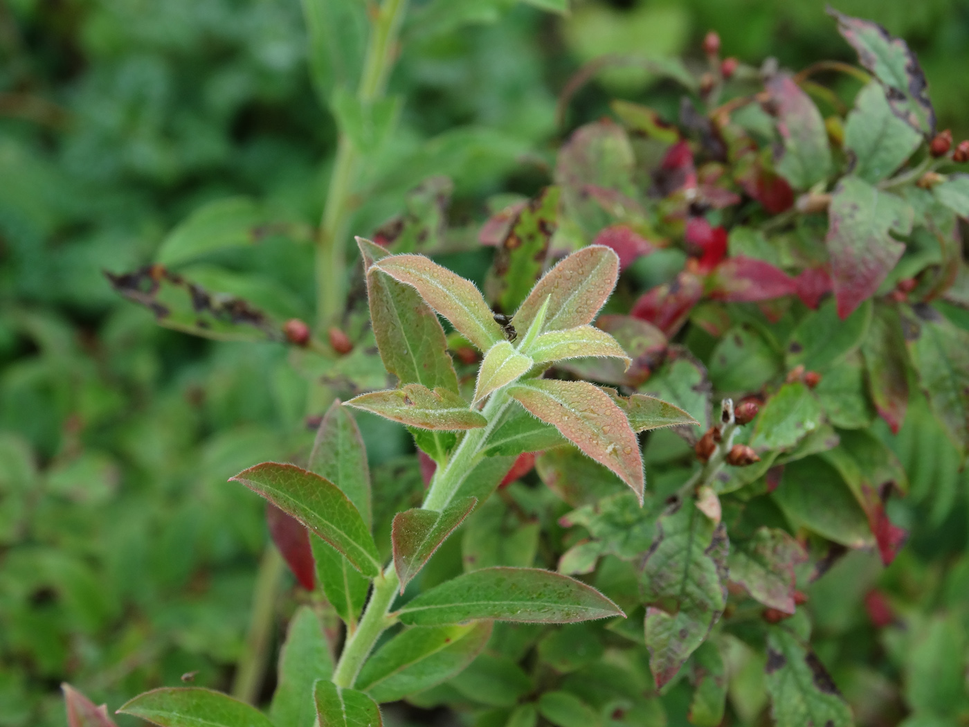 Image of Vaccinium myrtilloides specimen.