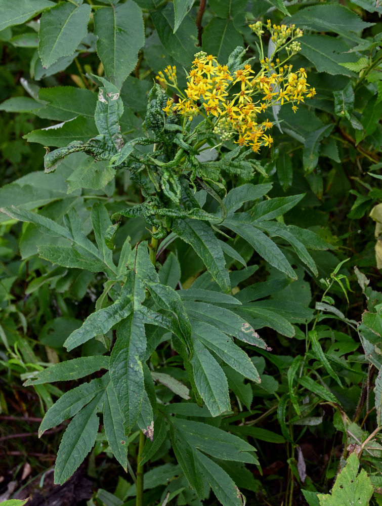 Image of Senecio cannabifolius specimen.