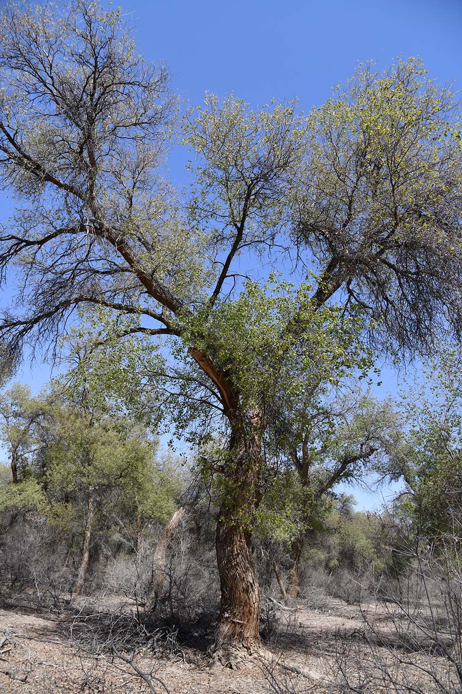 Image of Populus diversifolia specimen.