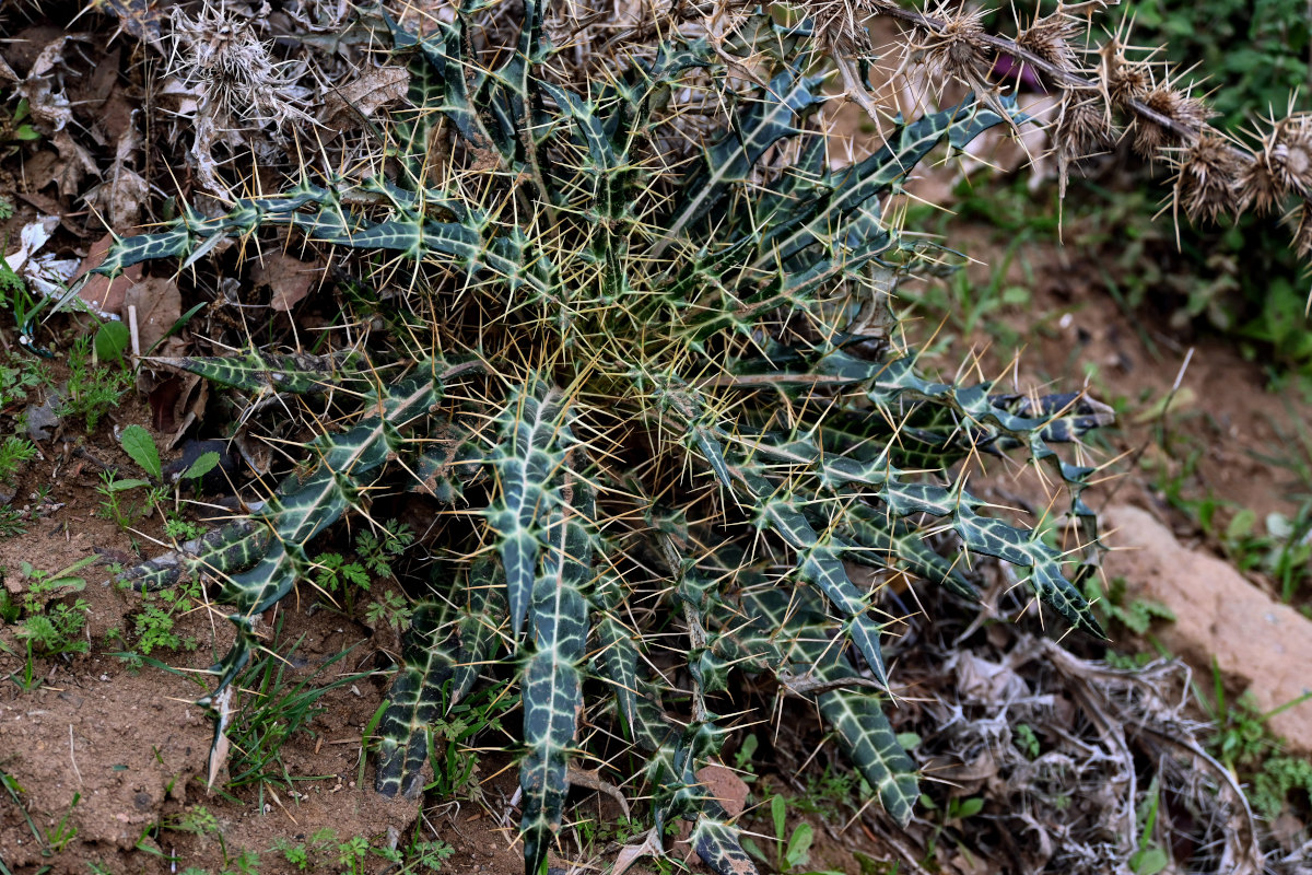 Image of Ptilostemon dyricola specimen.