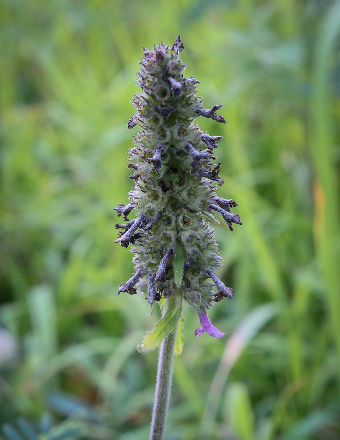 Изображение особи Betonica officinalis.