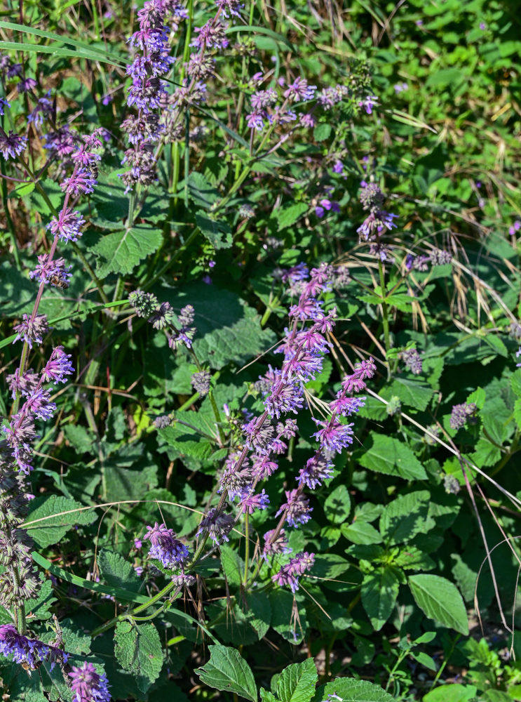 Image of Salvia verticillata specimen.