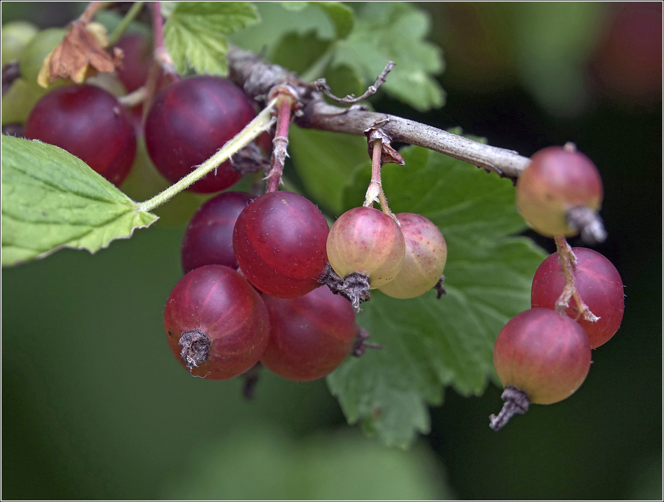 Изображение особи Ribes &times; nidigrolaria.