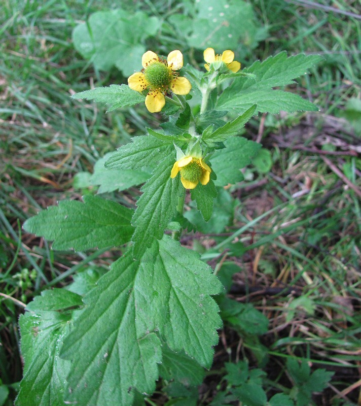 Image of Geum aleppicum specimen.