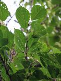 Cerasus sachalinensis. Верхушка ветви (вид снизу). Курильские о-ва, о-в Итуруп, долина р. Водопадная, луговой склон. 20.08.2023.