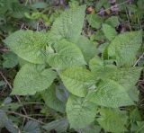 Salvia glutinosa