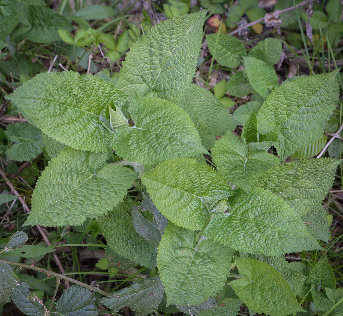 Изображение особи Salvia glutinosa.