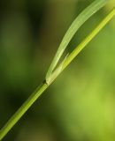 Смотреть изображение Poa trivialis