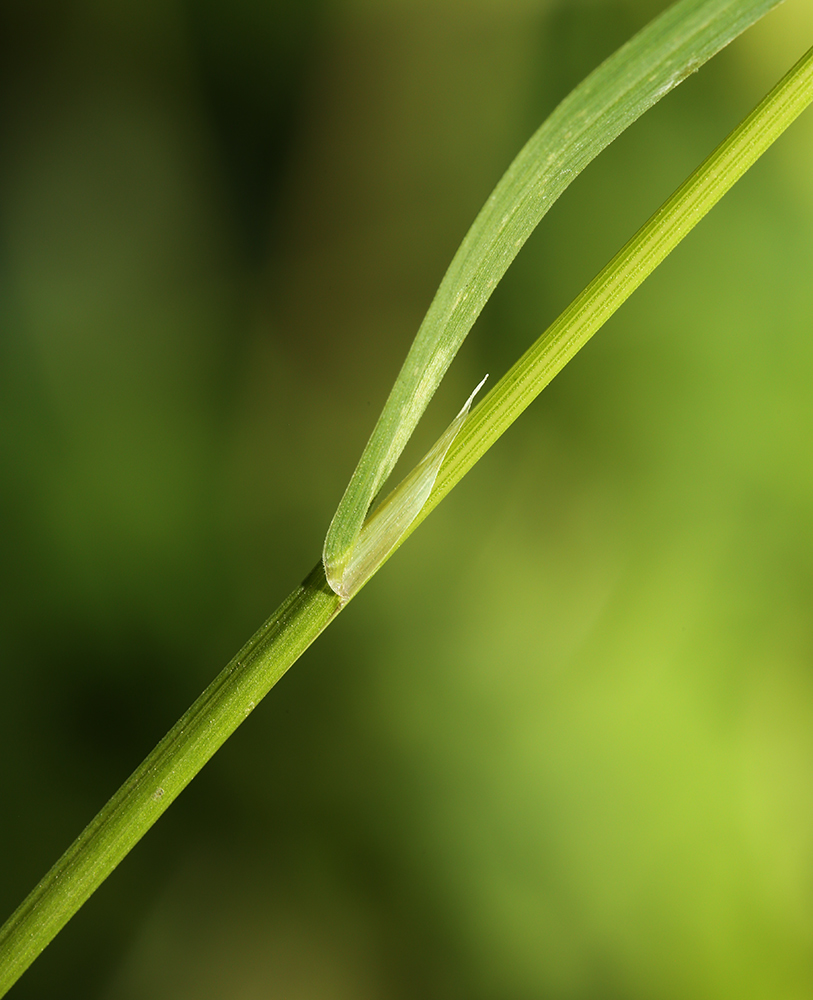 Изображение особи Poa trivialis.