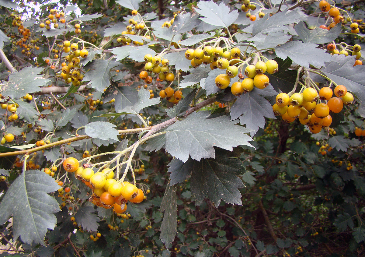 Изображение особи Crataegus ferganensis.