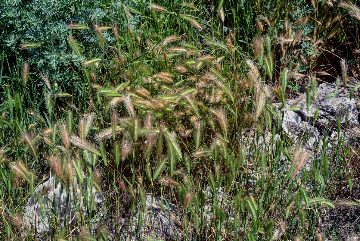 Image of Hordeum murinum specimen.