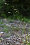 Persicaria viscofera. Часть растения с нераспустившимися соцветиями. Приморский край, г. Владивосток, территория БСИ ДВО РАН, на насыпи. 30.07.2024.