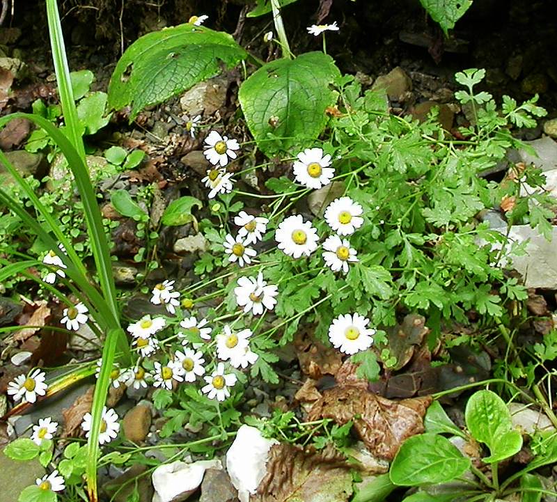 Изображение особи Pyrethrum parthenifolium.