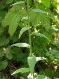 Arabis pendula