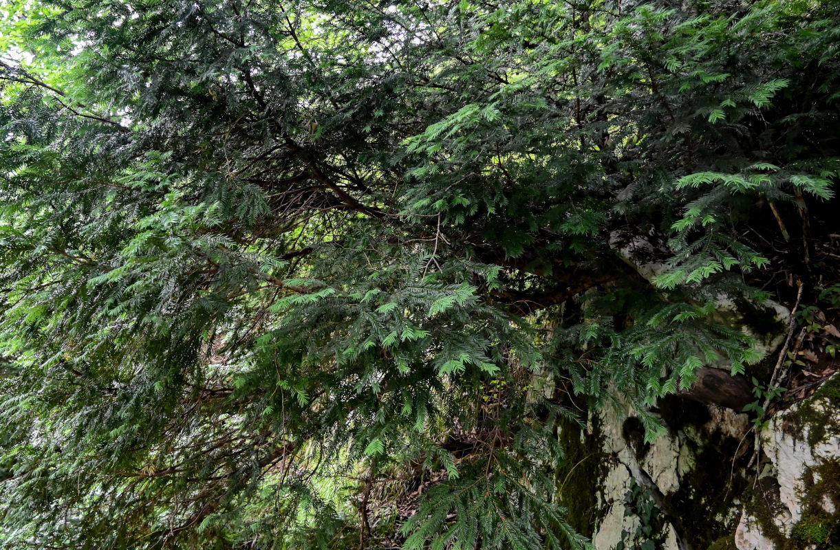 Image of Taxus baccata specimen.