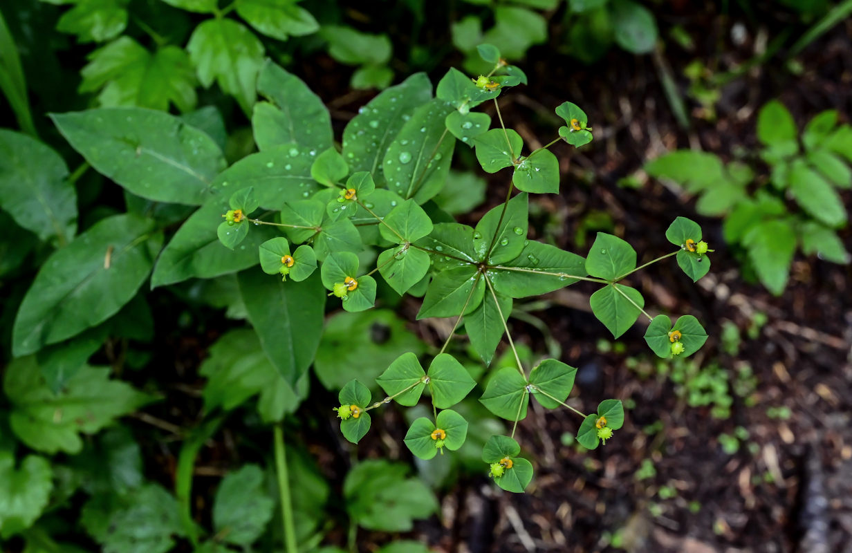 Изображение особи Euphorbia squamosa.