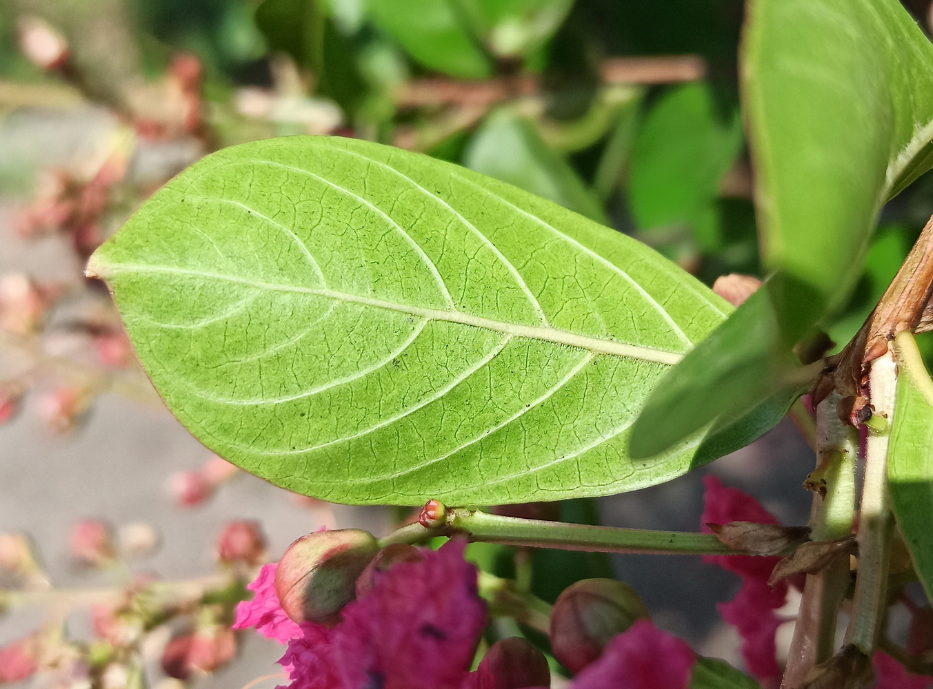 Image of Lagerstroemia indica specimen.