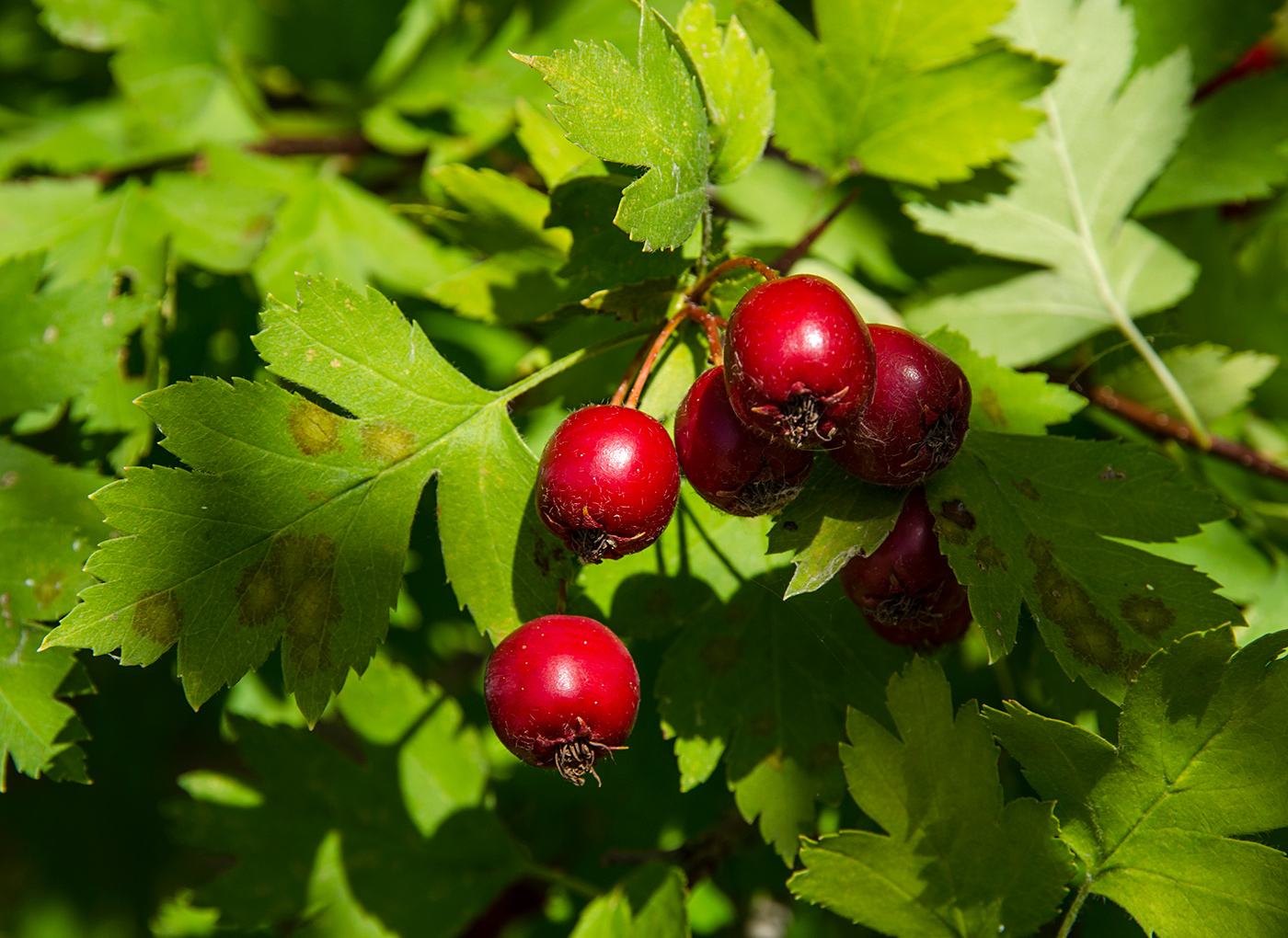 Изображение особи род Crataegus.