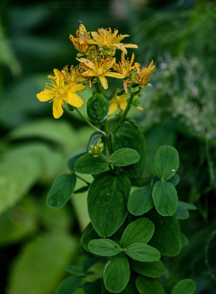 Изображение особи Hypericum maculatum.