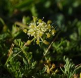 семейство Apiaceae. Соцветие. Чечня, Шаройский р-н, окр. пер. Цумандинский, южный борт перевала, выс. ок. 2400 м н.у.м., луг. 24 июня 2024 г.