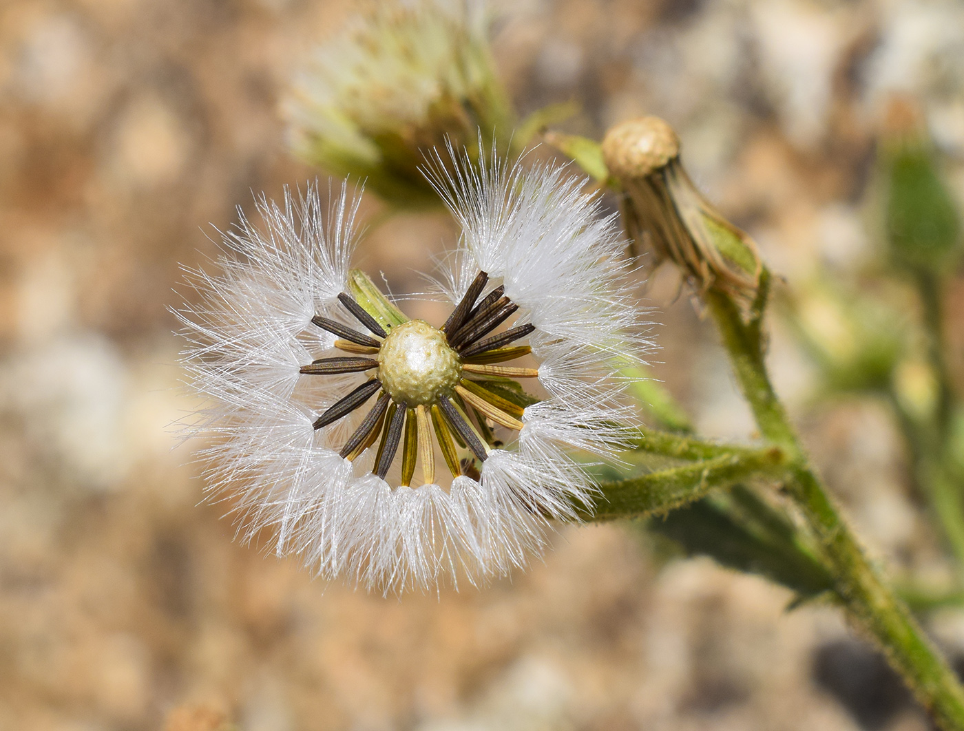 Изображение особи Senecio viscosus.