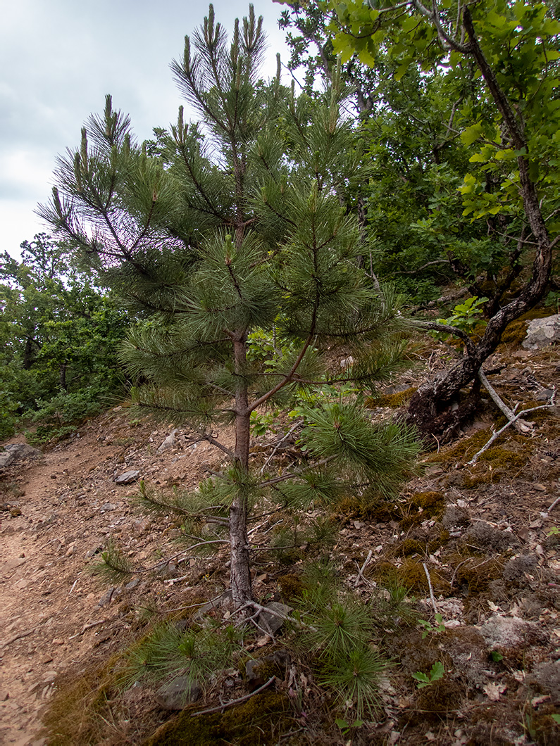 Изображение особи Pinus pallasiana.