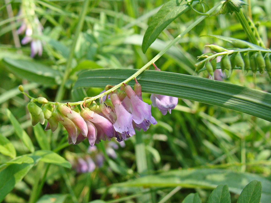 Image of Vicia amoena specimen.