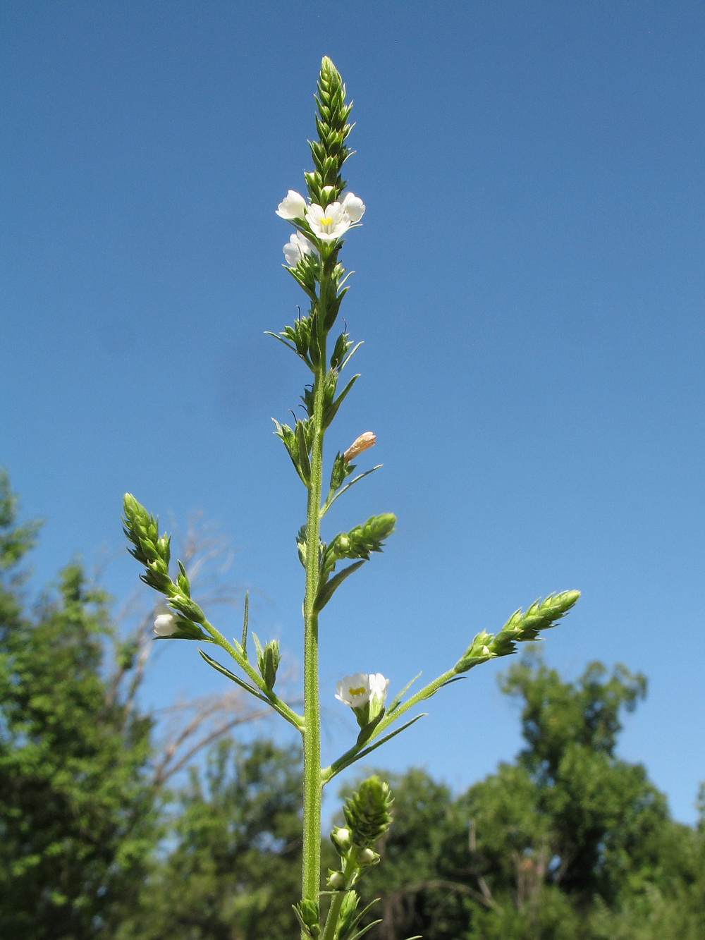 Изображение особи Leptorhabdos parviflora.