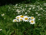 Leucanthemum ircutianum