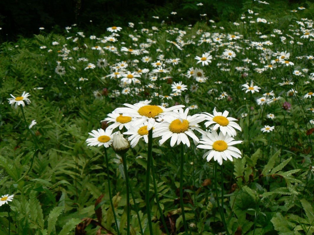 Изображение особи Leucanthemum ircutianum.