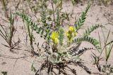 Astragalus rubtzovii