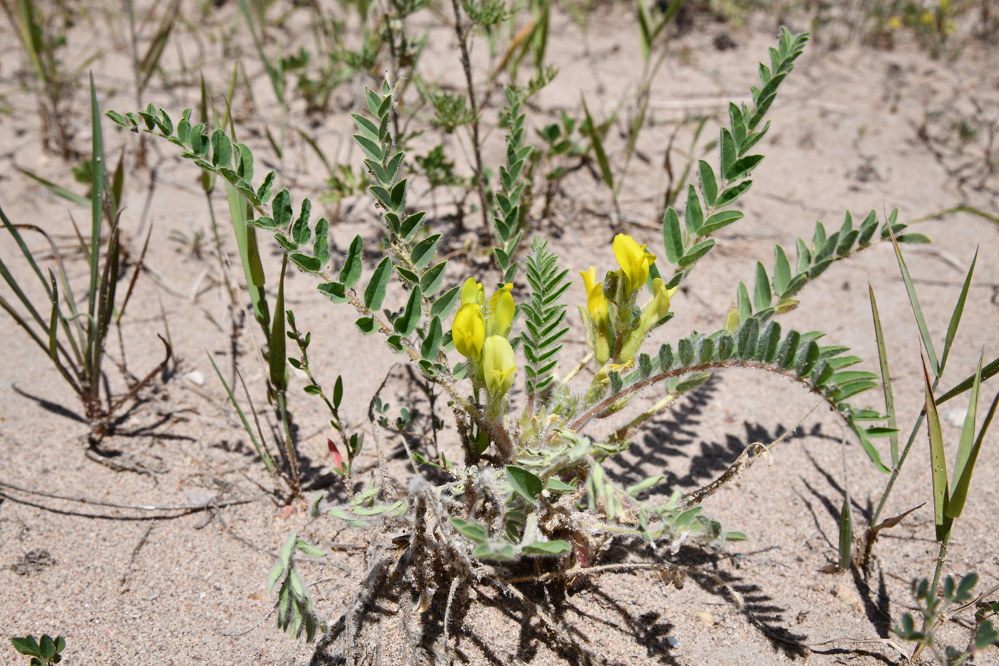 Изображение особи Astragalus rubtzovii.