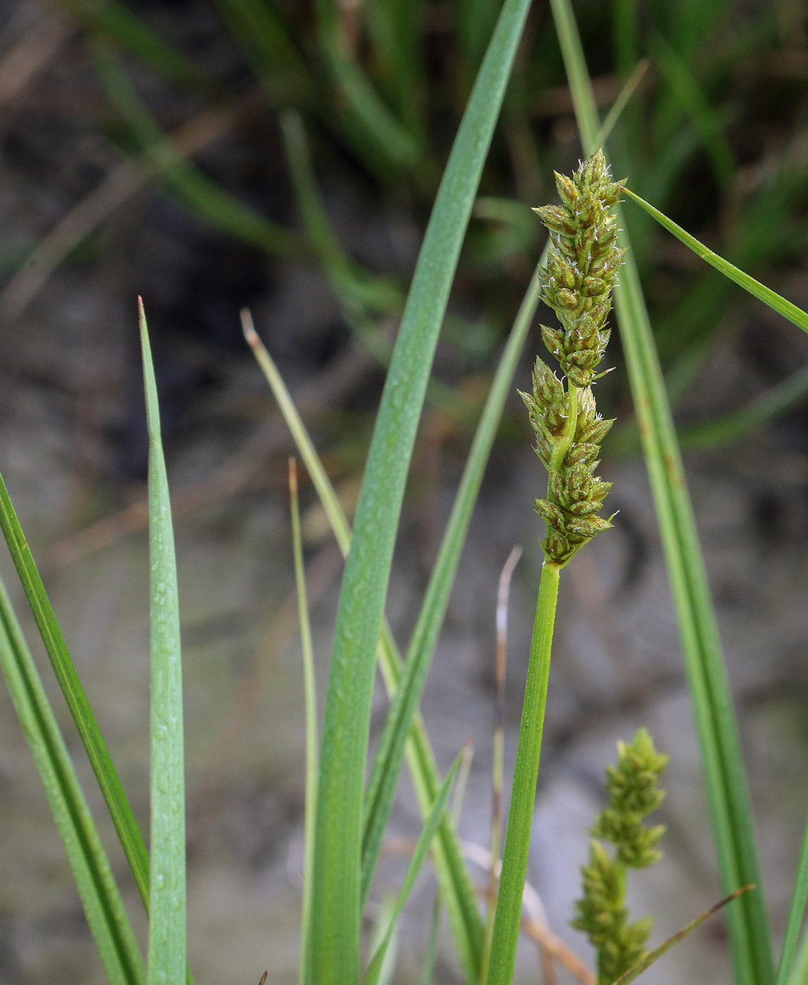 Изображение особи Carex otrubae.