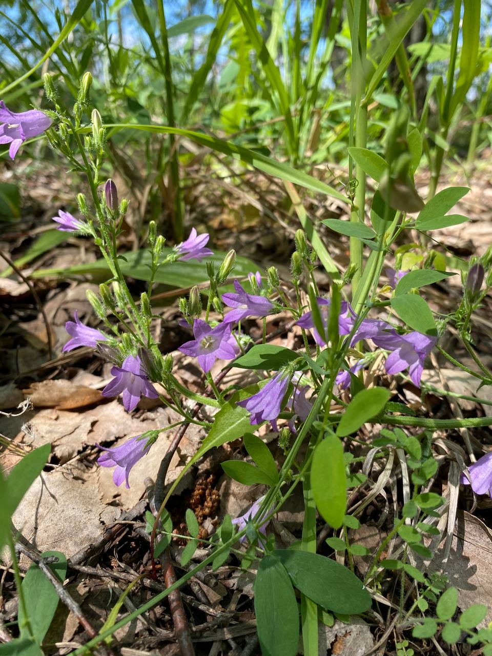 Изображение особи Campanula sibirica.