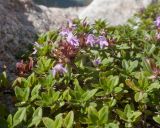 Thymus nummularius. Верхушки вегетативных и цветущих побегов. Кабардино-Балкария, Черекский р-н, дол. р. Псыгансу, ≈ 2400 м н.у.м., донная морена, среди валунов. 30.07.2024.