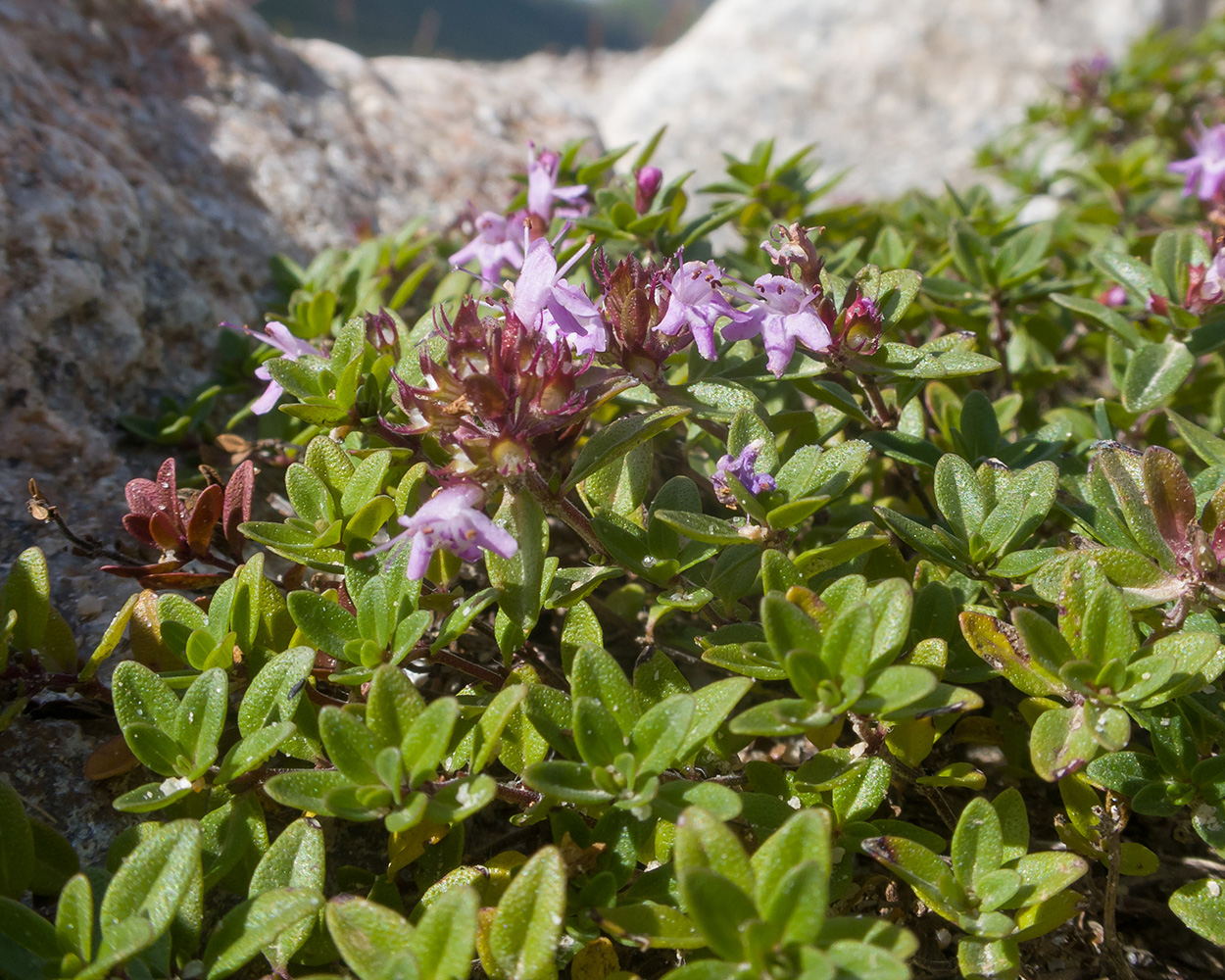 Изображение особи Thymus nummularius.